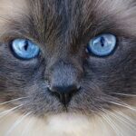 Ragdoll Kočka: Přehled Druhů a Rozdílů v Zbarvení