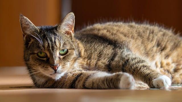 Domácí Pamlsky Pro Kočky Recept: Vytvořte Lahodné Dobroty Pro Vašeho Mňoukajícího!