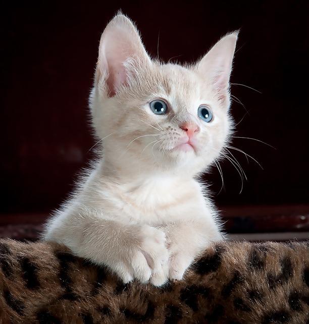 Kočka Domácí Informace: Vše, Co Potřebujete Vědět O Vašem Kočičím Společníkovi!