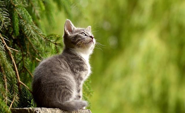 Největší Domácí Kočka Na Světě: Zázračné Příběhy O Gigantických Mňoukajících!
