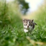 Kočka tráva zvracení: Přirozená léčba nebo důvod k obavám? 2 Kočka tráva zvracení: Přirozená léčba nebo důvod k obavám?