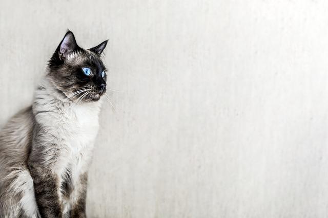 Ragdoll Kočka: Různé Zbarvení a Barevné Varianty