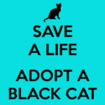 Jak Se Starat O Kočku Domácí: Průvodce Láskyplnou Péčí o Vašeho Mňoukajícího!