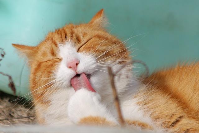 Kočka potíže s močením stres: Identifikace a pomoc při trávicích obtížích!