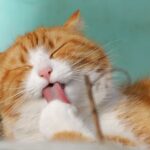 Kočka Domácí Délka Života: Jak Prodloužit Šťastný Čas S Vaším Mňoukáním!