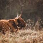 Jak Často Měnit Filtr v Kočičí Záchod: Pravidla Pro Čistotu Vašeho Mňoukání! 2 Jak Často Měnit Filtr v Kočičí Záchod: Pravidla Pro Čistotu Vašeho Mňoukání!