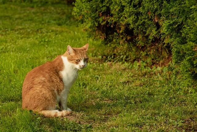 Mainská Mývalí Kočka Velikost Revealed: Proč Je Tak Impozantní?