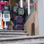 Nejlepší Přepravka pro Kočky XXL: Prostor a Bezpečnost pro Vaše Velké Mlsné Mňoukání! 13 Nejlepší Přepravka pro Kočky XXL: Prostor a Bezpečnost pro Vaše Velké Mlsné Mňoukání!