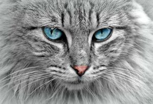 Kde Se Na Zemi Objevila Kočka Domácí: Příběh O Vzniku Královských Společníků!