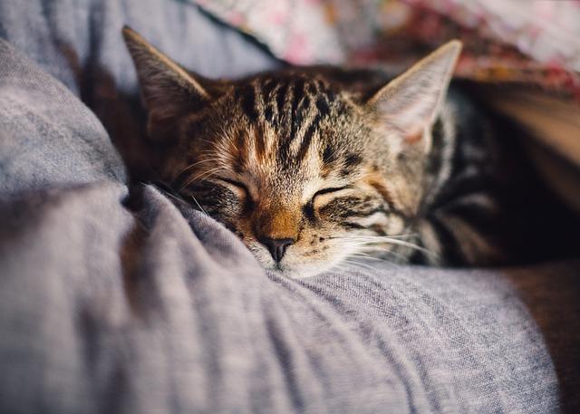 Kolik Hodin Spí Za Den Kočka Domácí 13 Let: Přehled Spánkových Návyků Mňoukání!