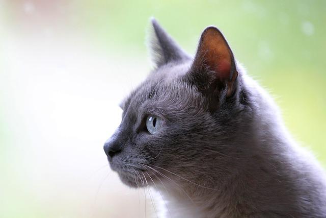 Kolik Má Vážit Domácí Kočka: Klíčové Informace O Hmotnosti Vaší Mňoukající!
