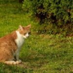 Nejlepší Miska Plast Kočka 300ml: Lehká, Snadno Čistitelná a Pohodlná pro Vašeho Mlsného Parťáka!