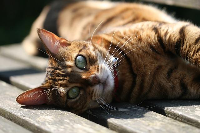 Bengálská kočka krmení: Zdravá Strava pro Vašeho Elegantního Tygra!