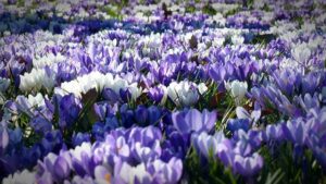 Je Krokus Jedovatý pro Kočky? Jarní Kytička s Varováním a Bezpečnými Tipy pro Mňoukání! 4 Je Krokus Jedovatý pro Kočky? Jarní Kytička s Varováním a Bezpečnými Tipy pro Mňoukání!