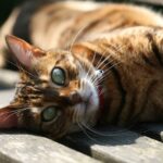 Bengálská kočka rady: Praktické Tipy pro Spokojený Život s Kočkou!