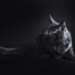 Mainská Mývalí Kočka Zajímavosti: Fascinující Fakta O Královně Mývání!