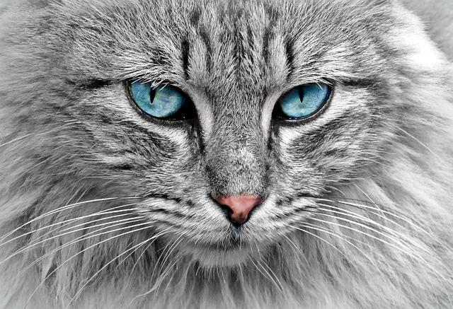 Kočka Domácí Zajímavosti: Tajemství, Která Vás Osvěží a Usměje!