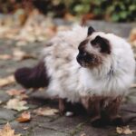 Birman vs Ragdoll: Rozdíly, Podobnosti a Jak Vybrat