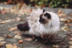 Birman vs Ragdoll: Rozdíly, Podobnosti a Jak Vybrat 5 Birman vs Ragdoll: Rozdíly, Podobnosti a Jak Vybrat