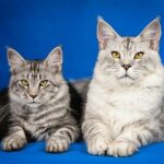 Mainská Mývalí Kočka Venku: Jak Bezpečně Prozkoumávat Svět Mimo Dveře!