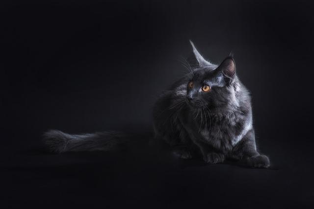 Mainská Mývalí Kočka Výška: Proč Je Královská Kočka Vždy Na Vrcholu!
