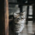 Co Potřebuji Než Přinesu Kotě Mainské Mývalí Domů: Příprava Na Nového Člena Rodiny!