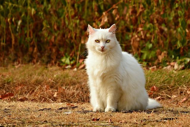 Proč je důležité mít venkovní kočku sterilizovanou