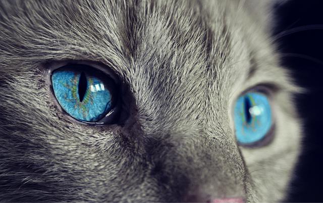 Kočka tráva zvracení: Co je ⁤to a proč kočky to dělají?