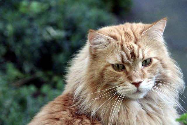 Mainská mývalí kočka: Rodokmen a genetické informace