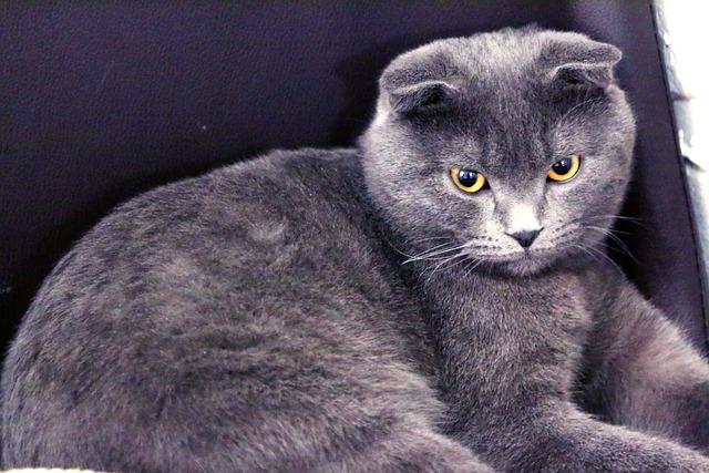 Kočka Domácí Druhy: Rozmanitost Královských Charakterů! 7 Kočičí království - Jak vytvořit bezpečné a pohodlné prostředí pro vašeho mazlíčka