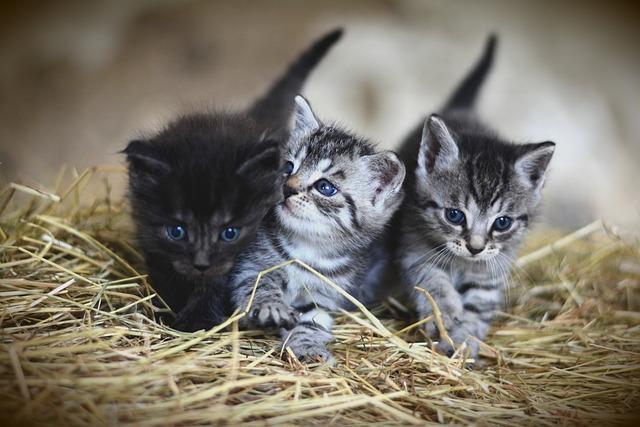 Co je důležité vědět během týdnů očekávání nových koťat?