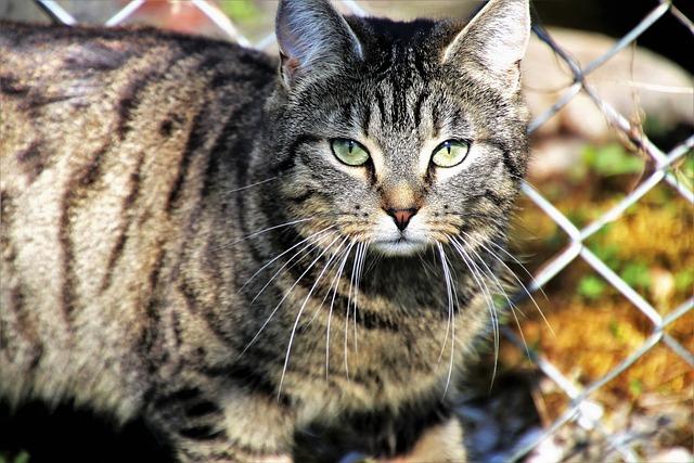 Mourovatá krása: Popis a charakteristika kočky domácí mourovaté