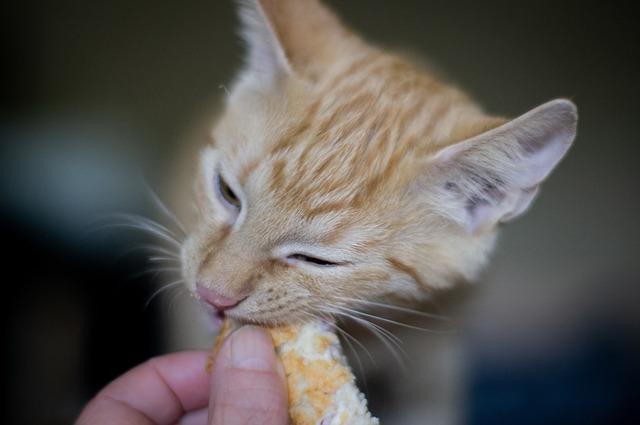 Kočka Domácí Potrava: Proč je to perfektní volba pro vašeho kočičího společníka