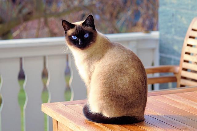 Největší domestic cat breed: Jak poznat tuto úžasnou kočku?