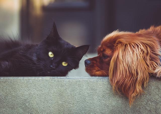 Typické Domácí Nemoci u Koček: Jak je Rozpoznat a Jak s Nimi Zacházet