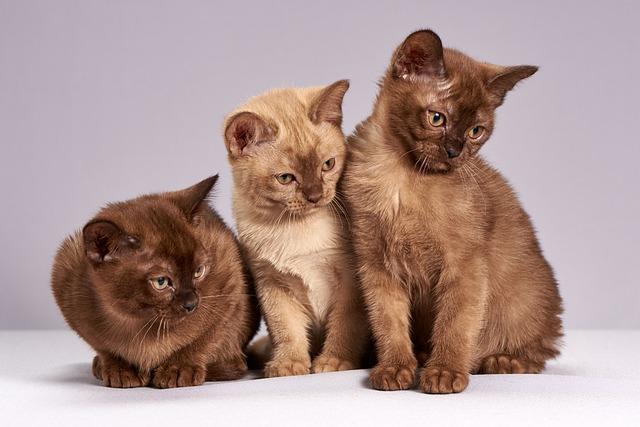 Objasnění různých typů rodokmenů u Bengálských koček
