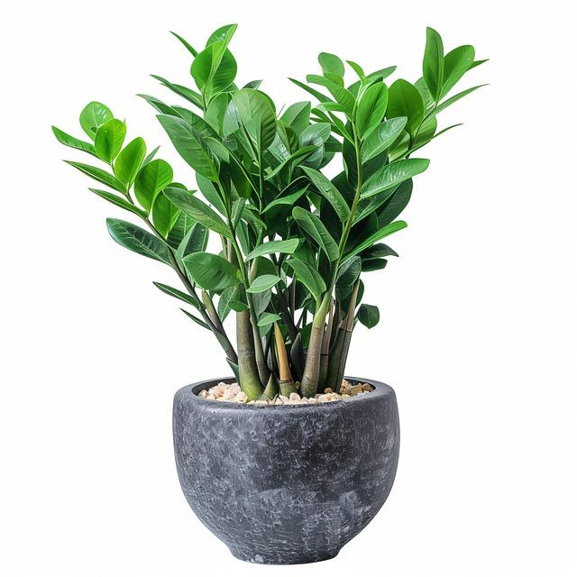 Je Zamioculcas jedovatý pro kočky?