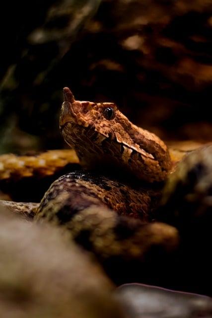 Profesionální tipy pro péči o Ibíšek Jedovatý v domácím prostředí