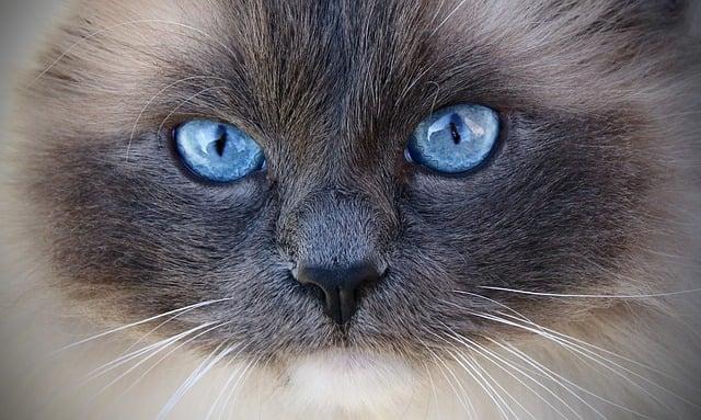 Jak barevné zbarvení ovlivňuje chování a temperament ragdoll kočky