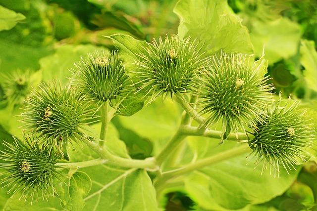 Je Kalanchoe Jedovatá pro Kočky? Odborné Informace a Bezpečné Možnosti! 5 Bezpečné rostliny pro domácnost s kočkami: Alternativy k Kalanchoe