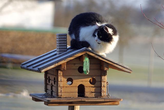 Jaké jsou výhody pravidelné konzumace Kočka Domácí Potravy pro vašeho kočičího přítele?