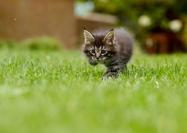 Kočka tráva: ​Přirozená​ léčba pro trávení nebo jen chování ⁤instinktu?