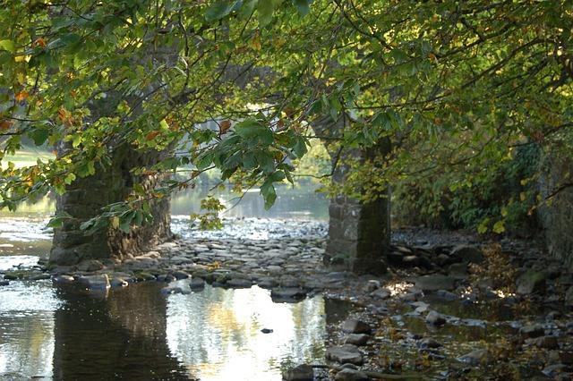 Důvody, Proč Je Mainská Mývalí Kočka Tak Impozantní
