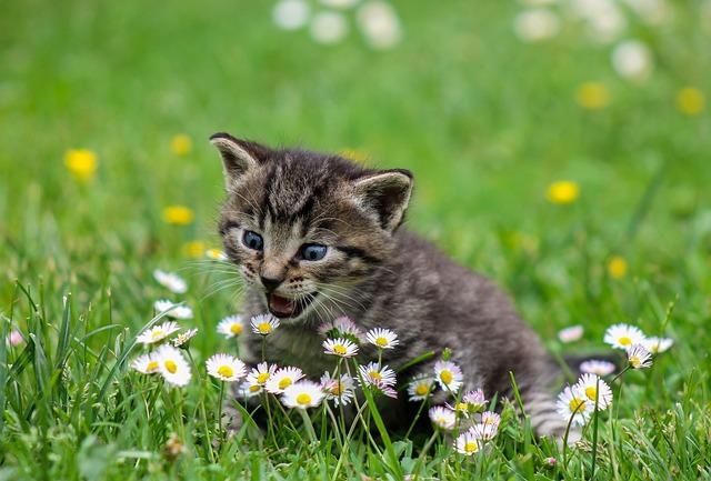Rozšířené ‍mýty a fakta‍ o vlivu kočky trávy na ‍zdraví koček