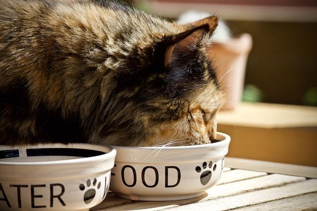 Kočka Domácí Potrava: Důležité informace a doporučení pro správné krmení vaší kočky