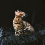 Bengálská kočka s jorským teriérem zkušenosti: Neuvěřitelné Příběhy O Kamarádství!