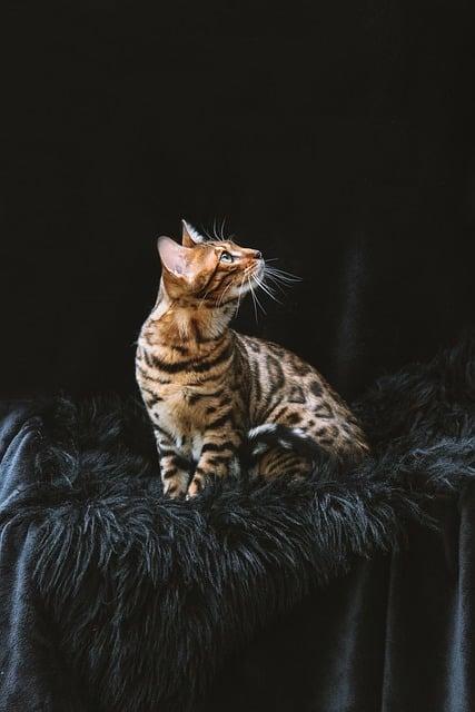Bengálská kočka v bytě s jorským teriérem: Harmonie Mezi Tygrem a Teriérem!