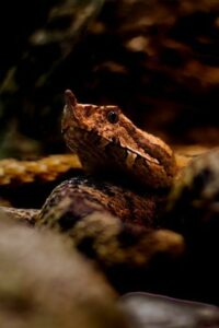 Jehličnan Jedovatý pro Kočky: Vánoční Dekorace s Varováním a Bezpečné Prostředí pro Mňoukání! 4 Jehličnan Jedovatý pro Kočky: Vánoční Dekorace s Varováním a Bezpečné Prostředí pro Mňoukání!