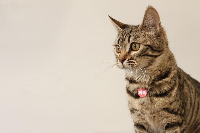 Bengálská kočka zkušenosti srst: Péče o Její Nádhernou Srst!