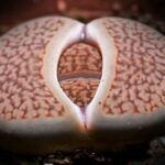 Jsou Živé Kameny Jedovaté pro Kočku? Kamenické Poklady a Bezpečné Prostředí pro Mňoukání!